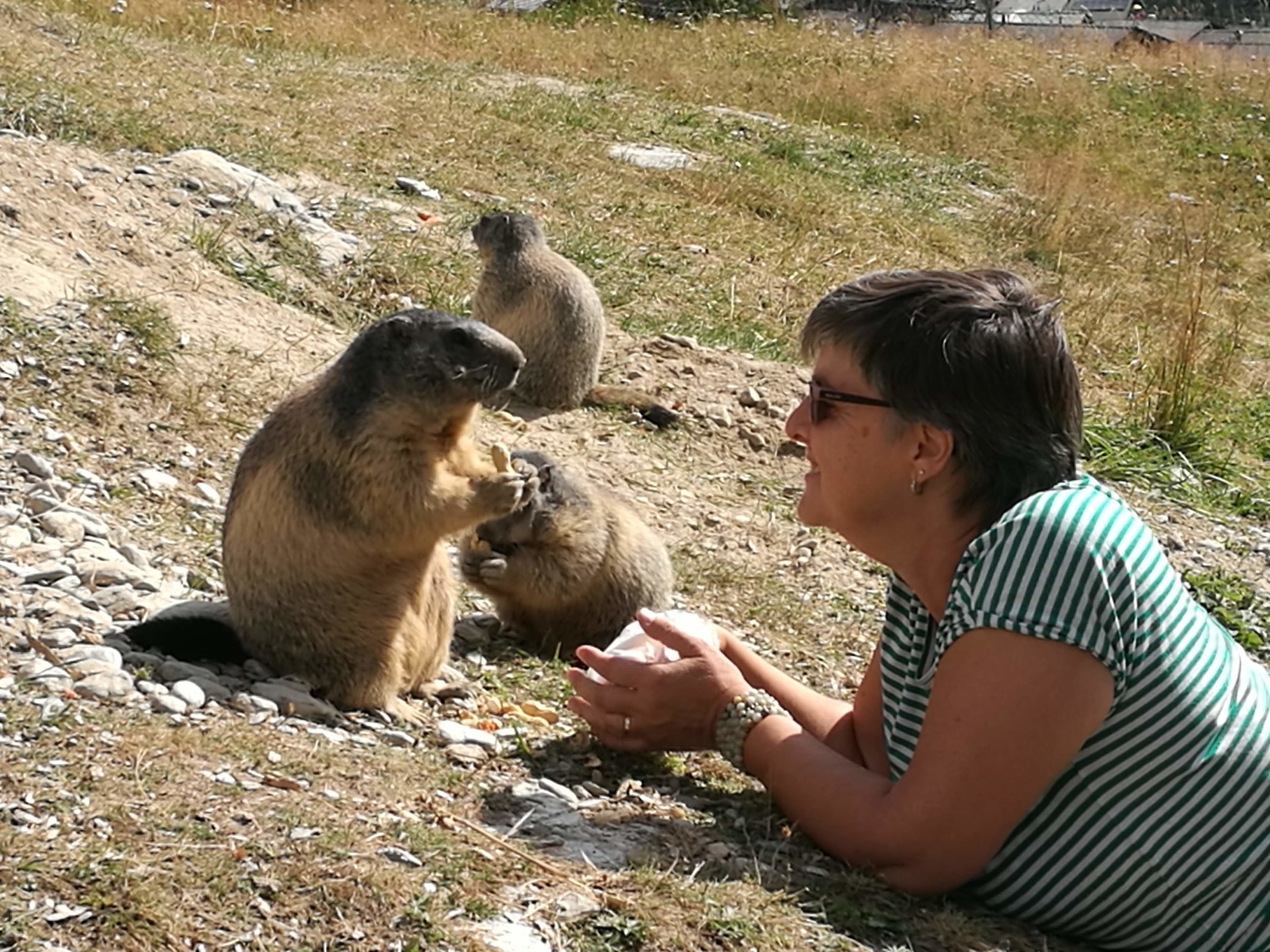 On the trail of the marmots  