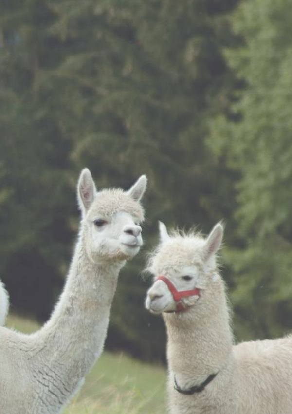 Lama- und Alpakatrekking