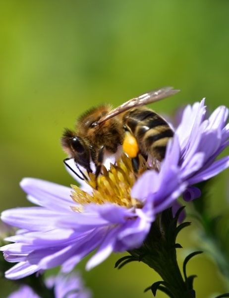 Bienenwanderung