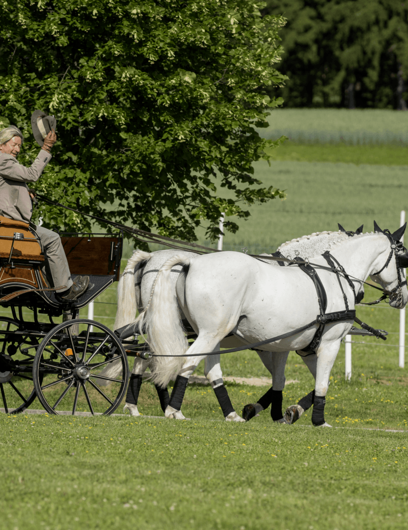 Romantische Kutschenfahrt mit Viktorianischer Kutsche