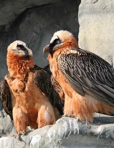 Alpenzoo Innsbruck