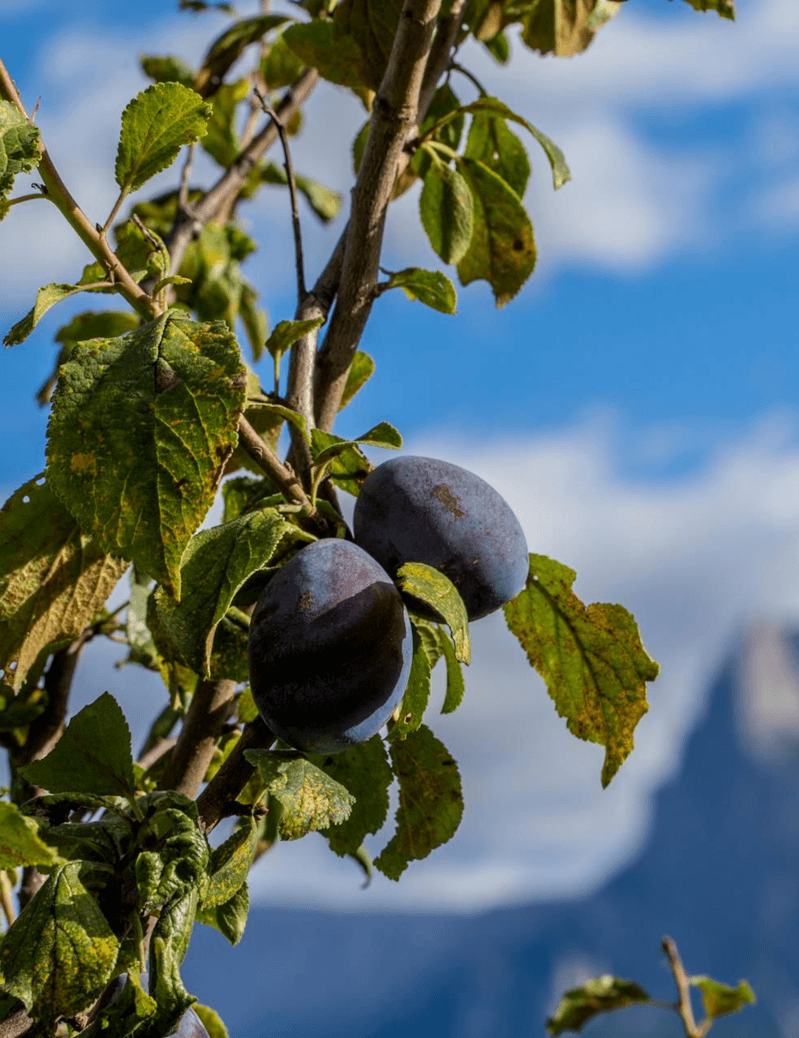 Barbianer Zwetschkenwochen im  September