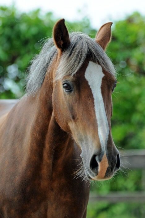 Ponyreiten