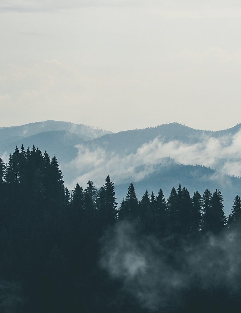 Wald Wipfel Weg