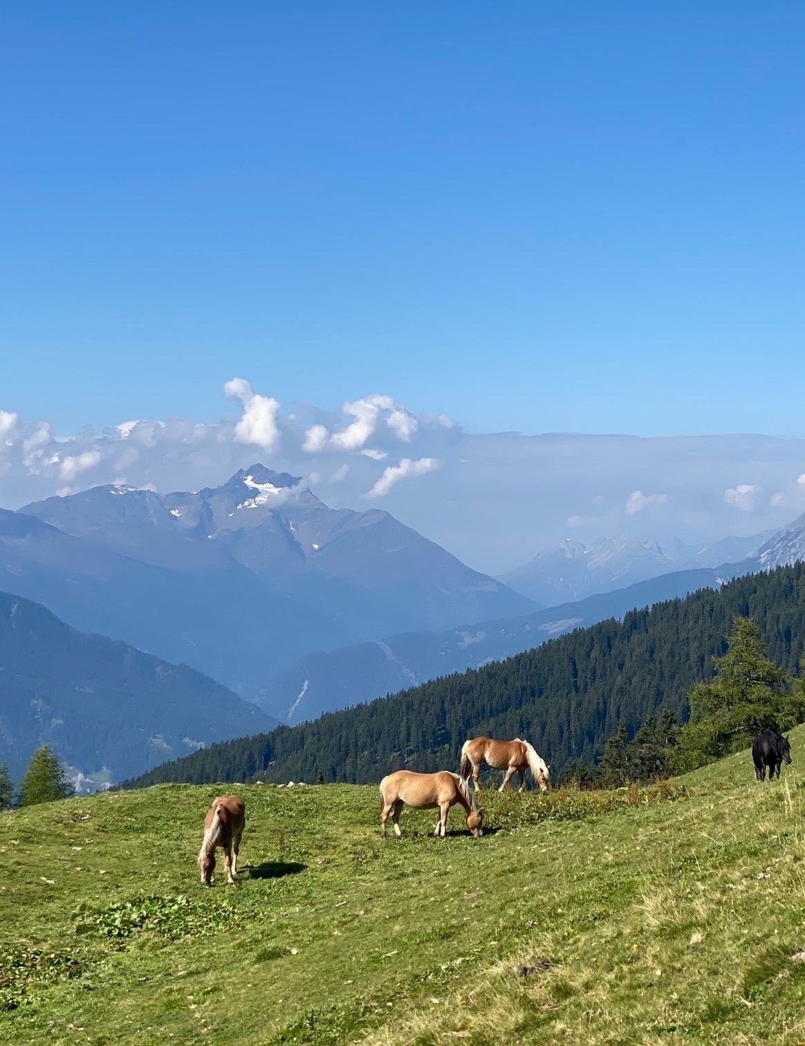 3*** Lahnkopf | Hike with Benni - free guided tour