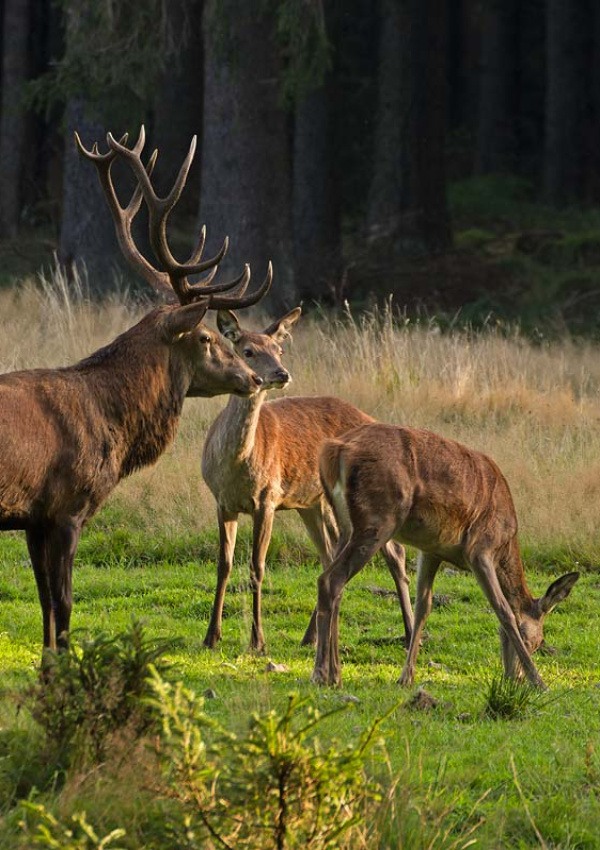 Wildlife Watch