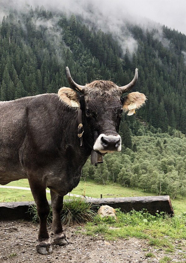 Hiking through the mountains and hugging Tyrollean cows 