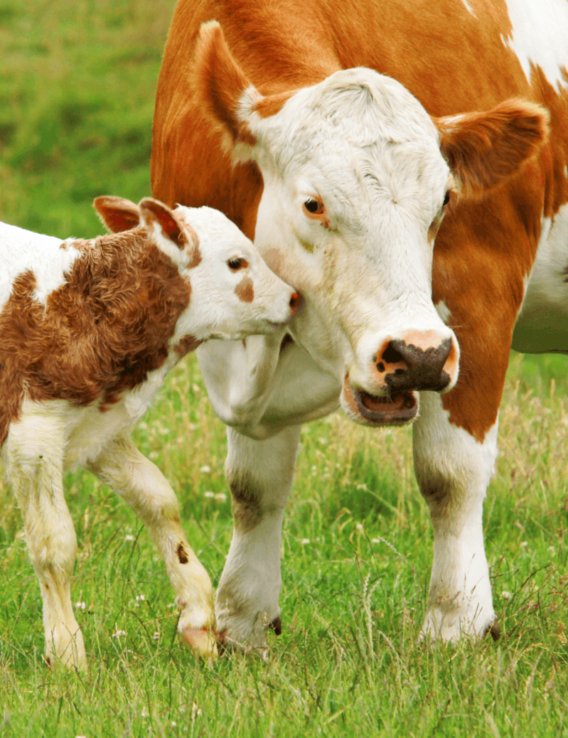 Vom Kalb zur Kuh - Bauernhofführung image