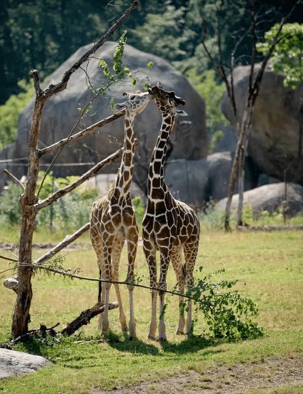 Zoo Zürich