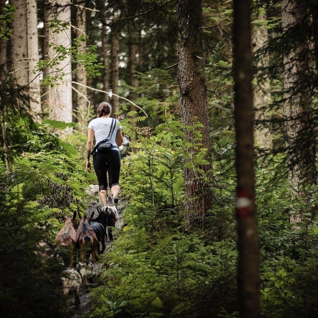 Forest adventure & goat hike