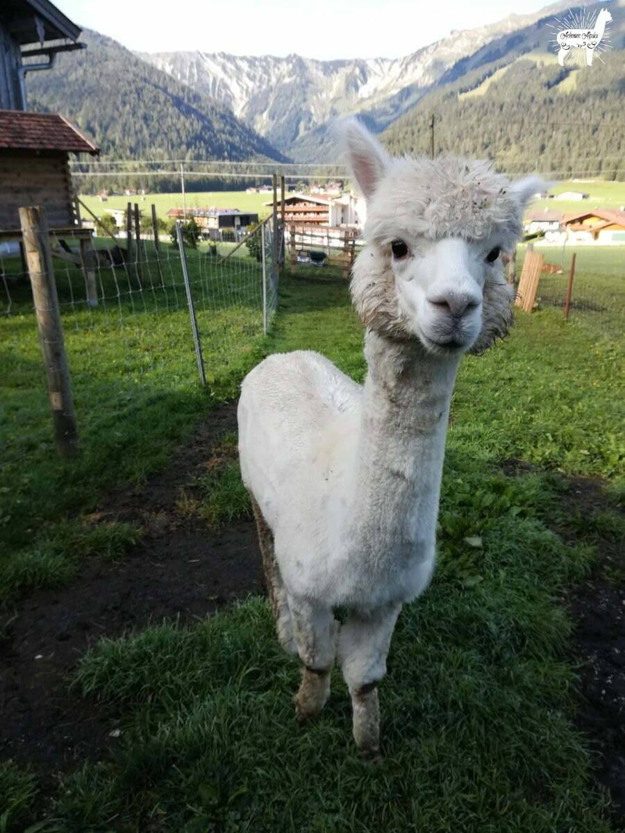 Alpaca walk in summer