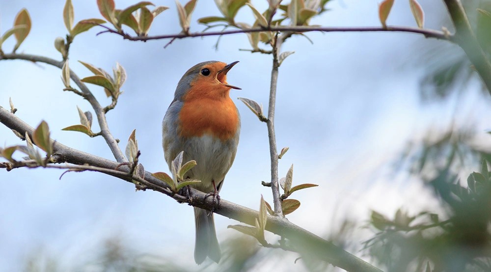 Bird concert at the Plantiz hide