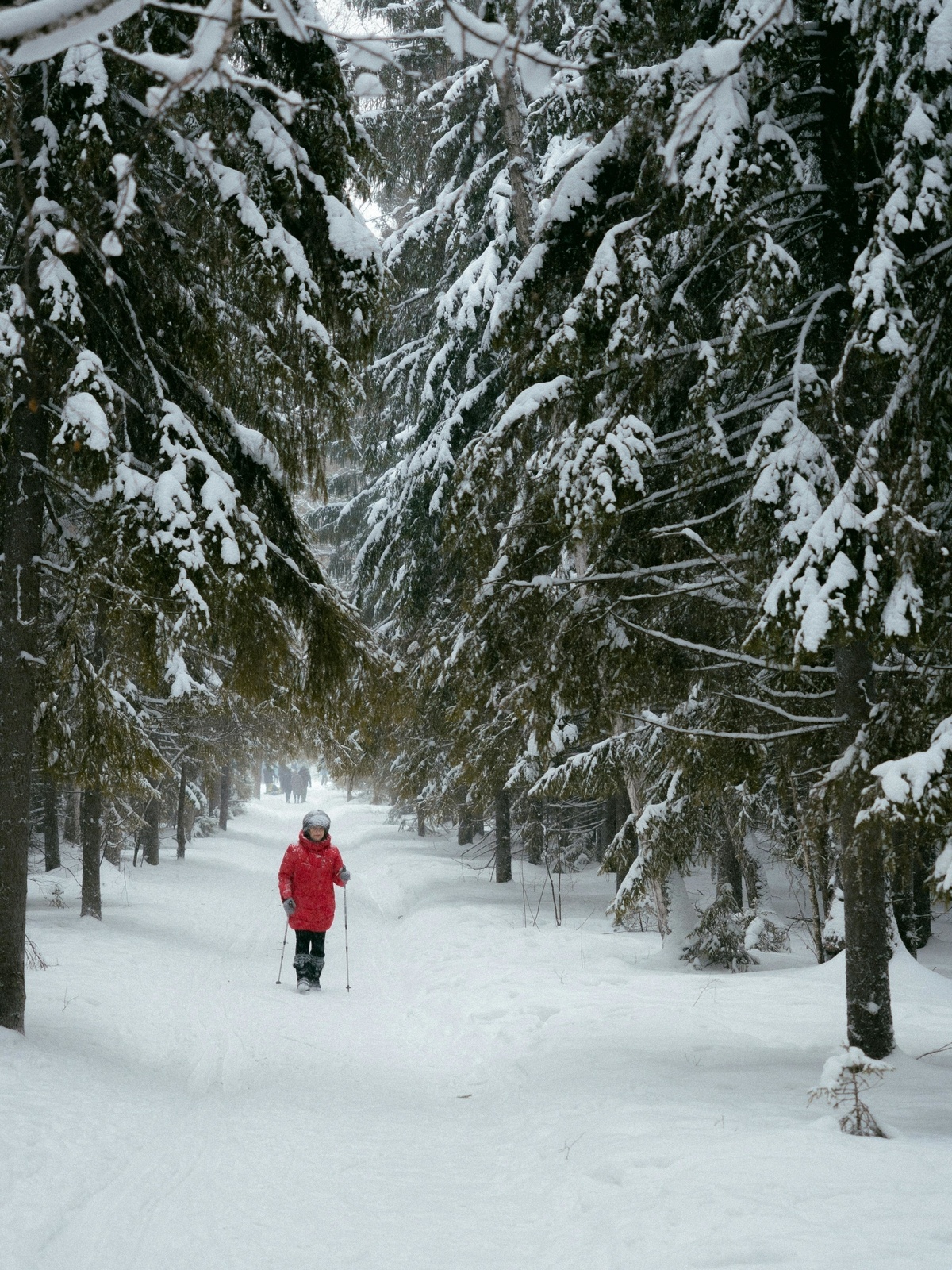 Eisige Ruhe: Waldbaden im Winter