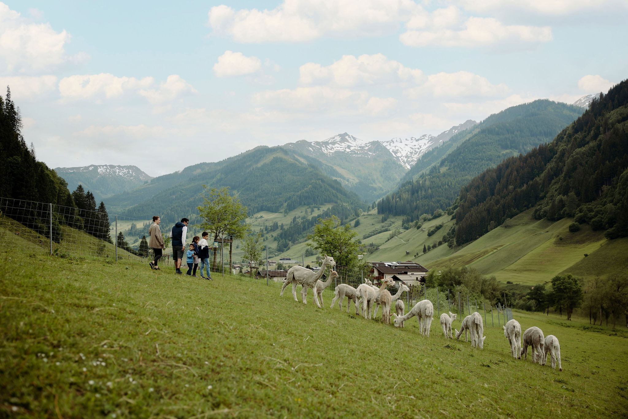 We visit our alpacas