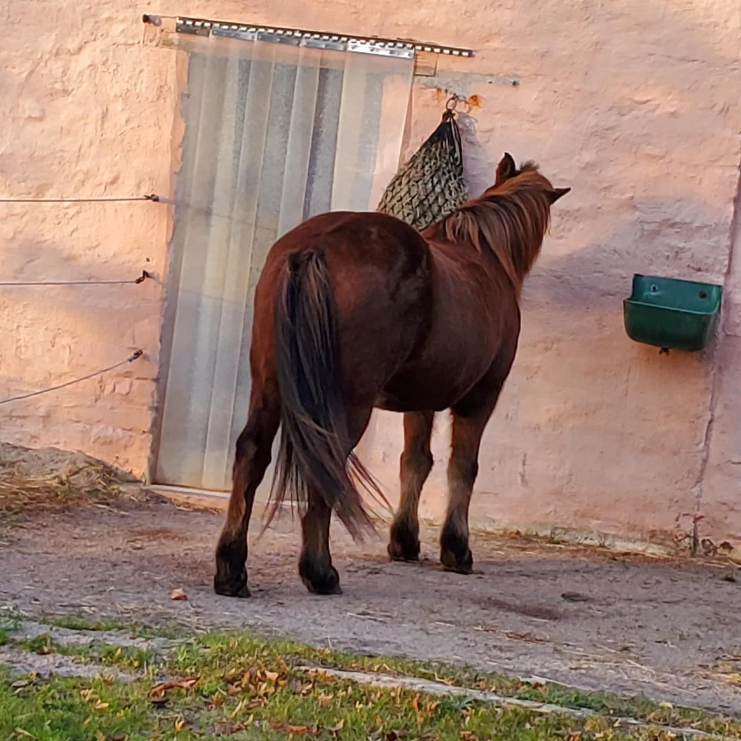 Horse vacation care - Your horse in good hands