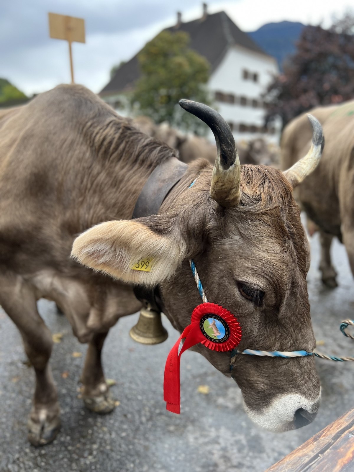 Bura Tag mit Sura Kees Prämierung
