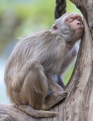 Preding Zoo
