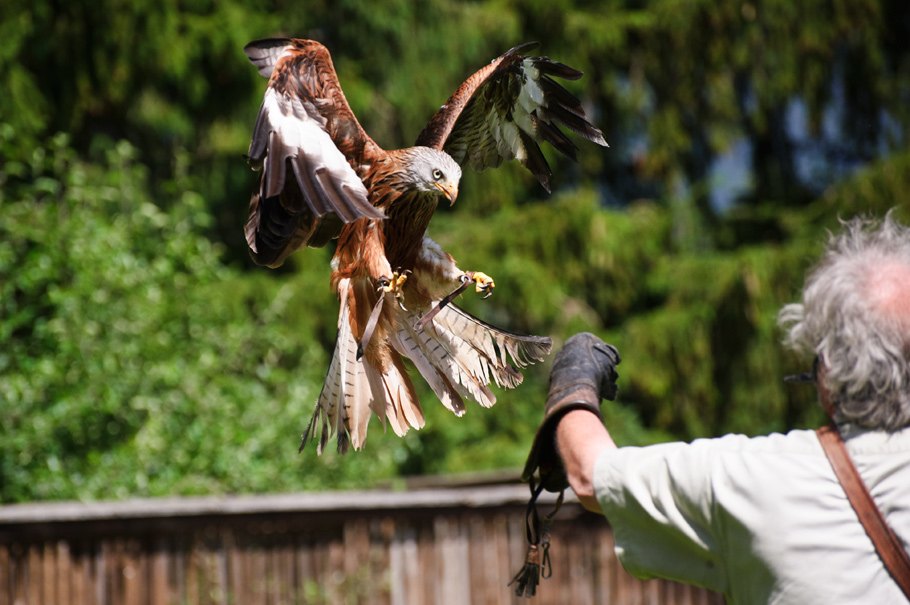 Bird of prey park Telfes