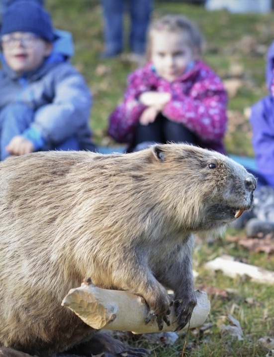 Wälderfuchs - Auf den Spuren vom Falkauer Biber – Baumeister mit Biss