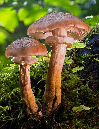 Pilz Museum