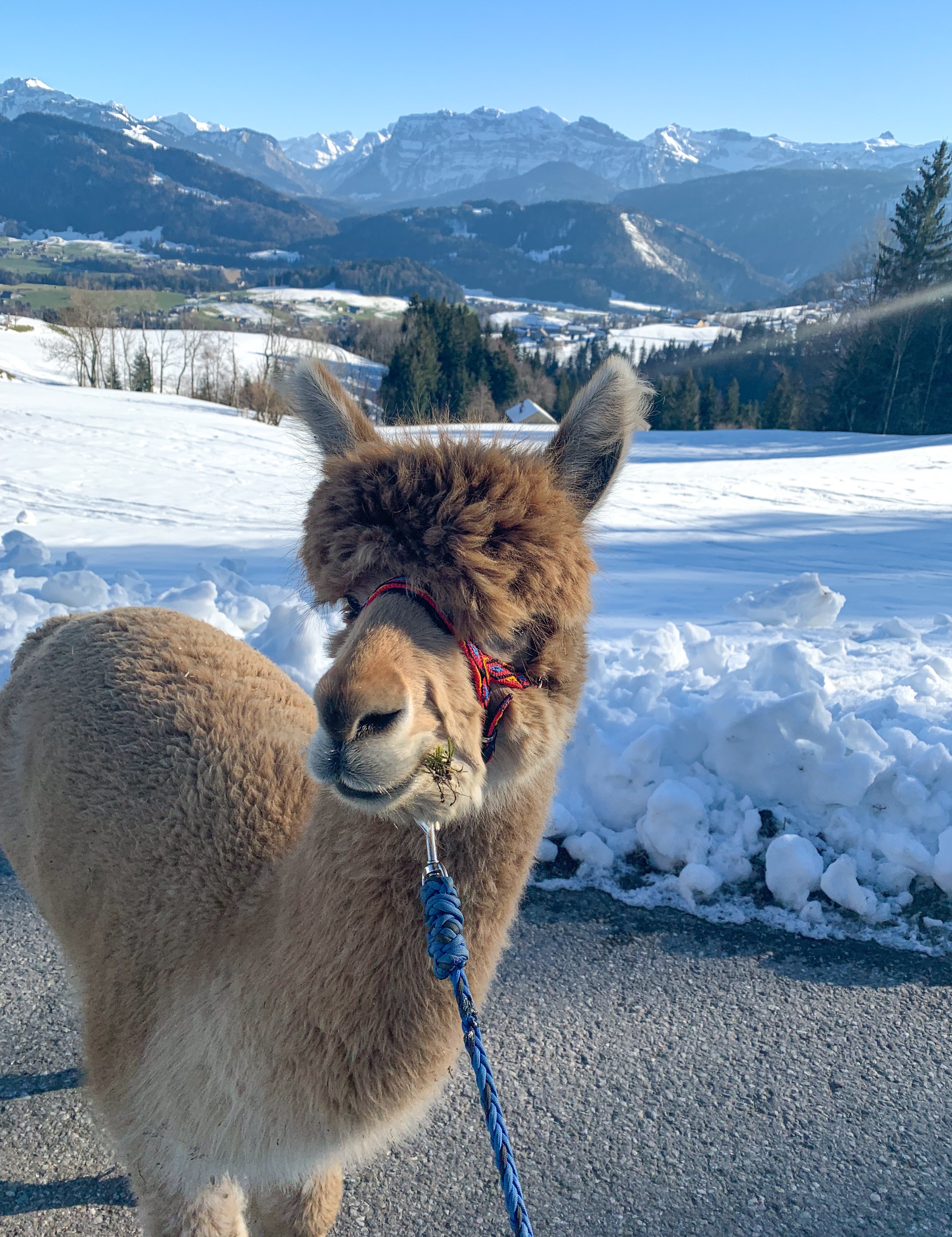 Alpaca hike