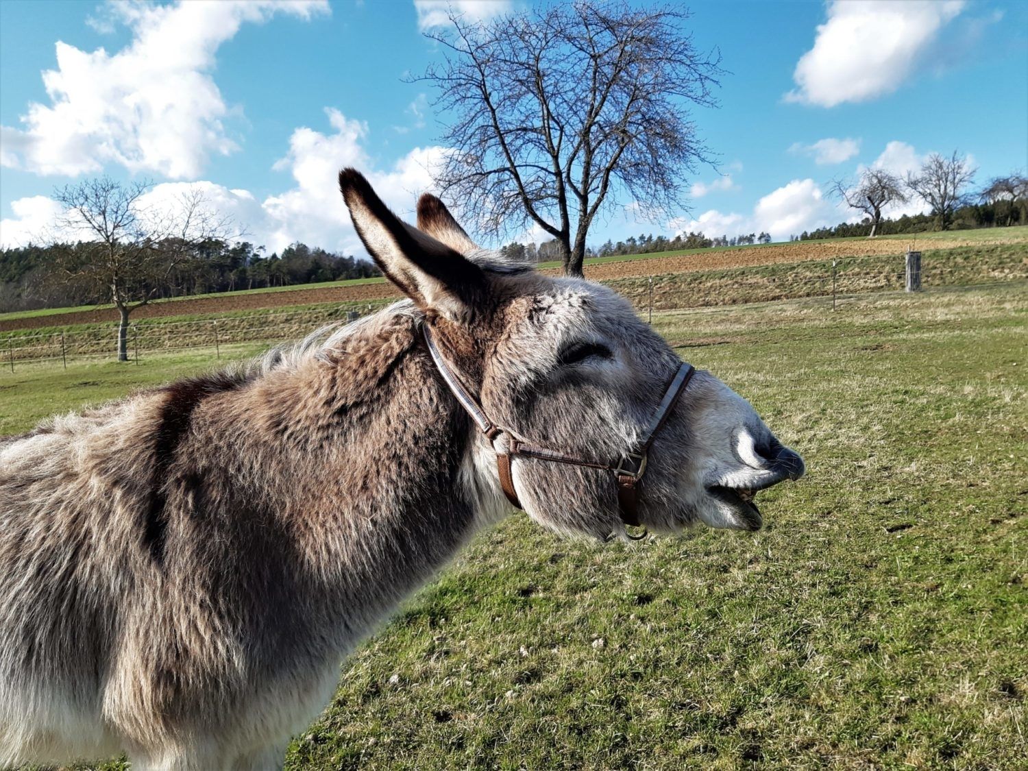 Mountain donkey adventure in Grins