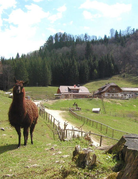 Almgasthof Hochsteinalm