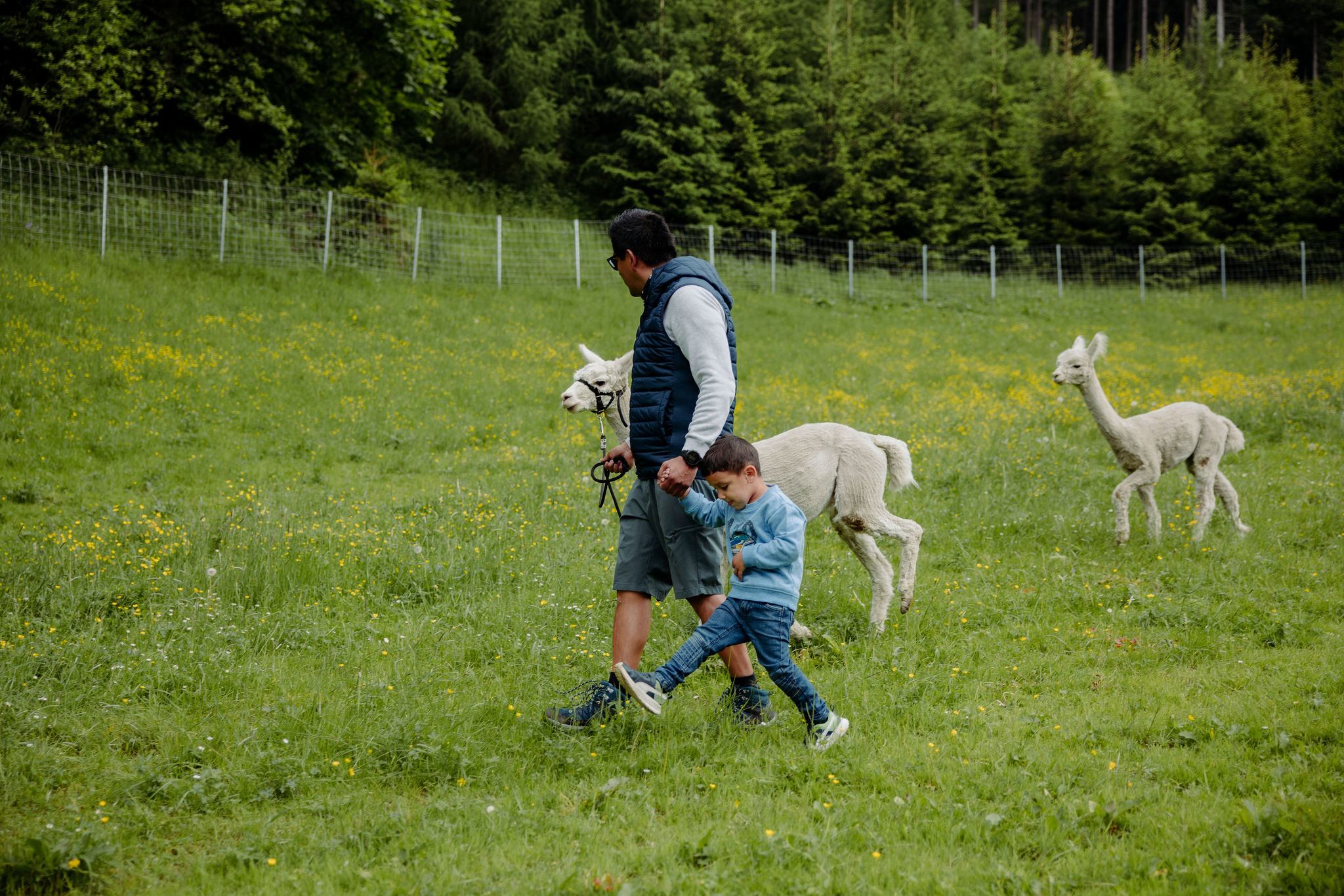 Alpaca deceleration hike with Karin