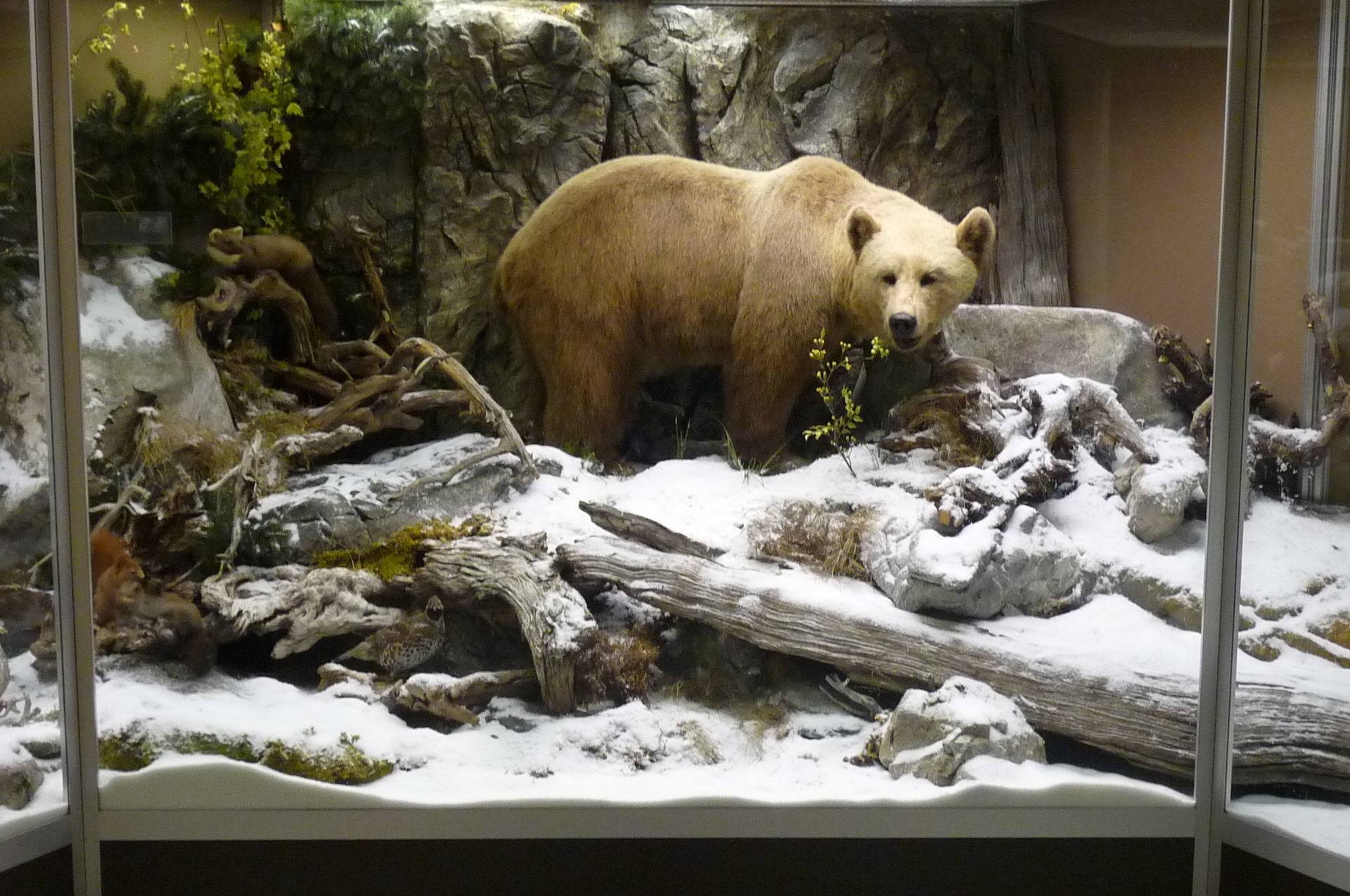Salzkammergut Nature Museum