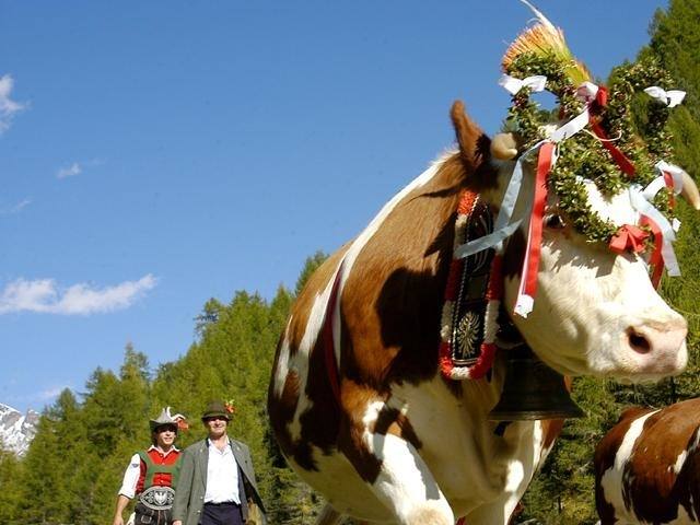 Almabtrieb in Tiers am Rosengarten
