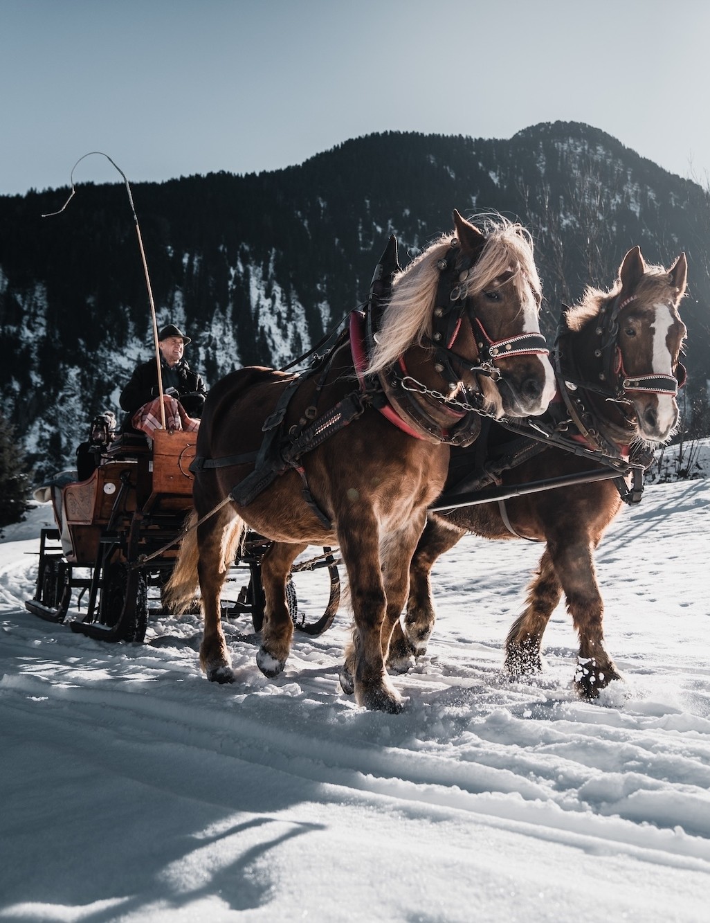 Carriage rides & horseback riding  