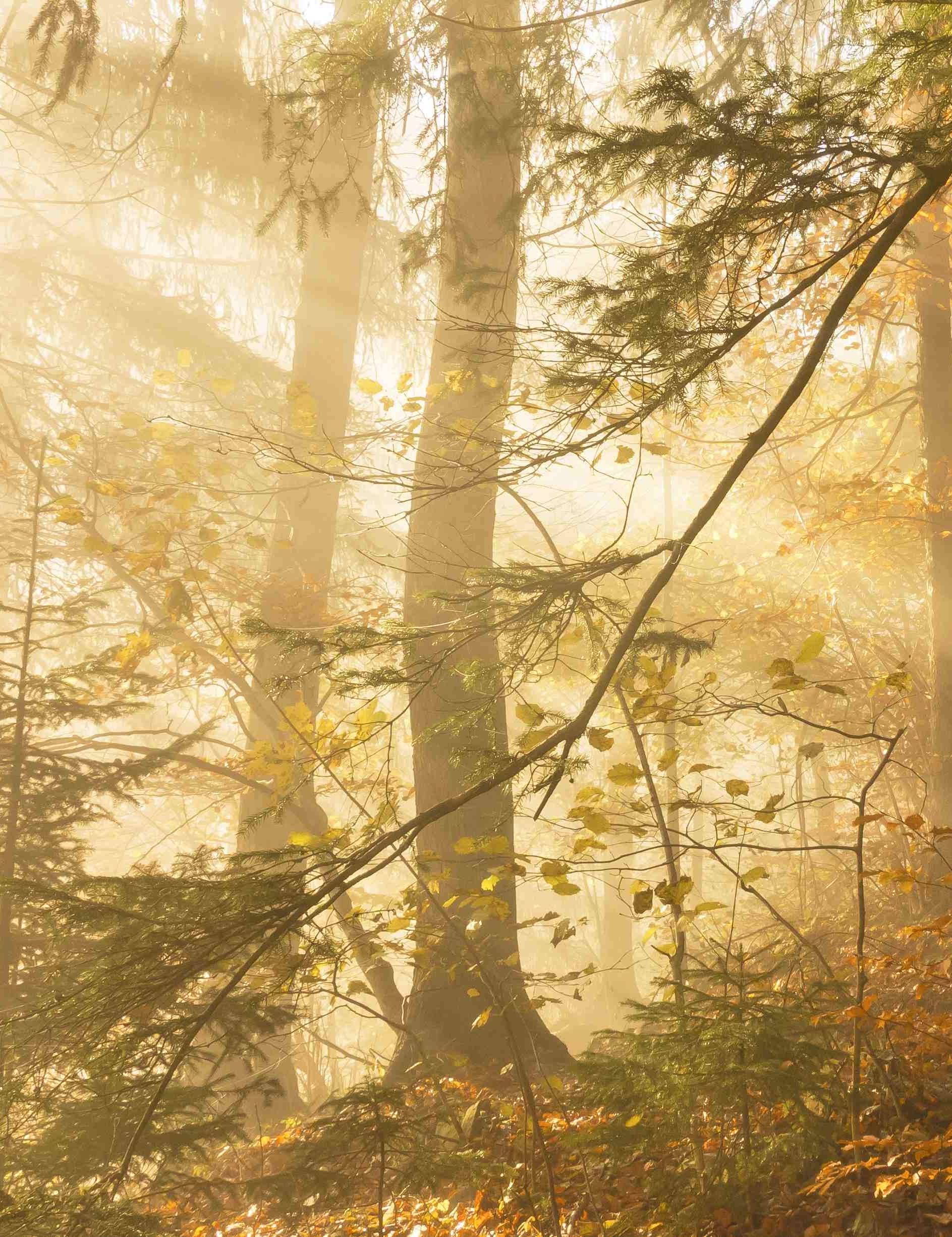 Forest jewel bell