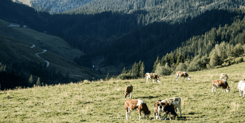 Hochfügen in summer