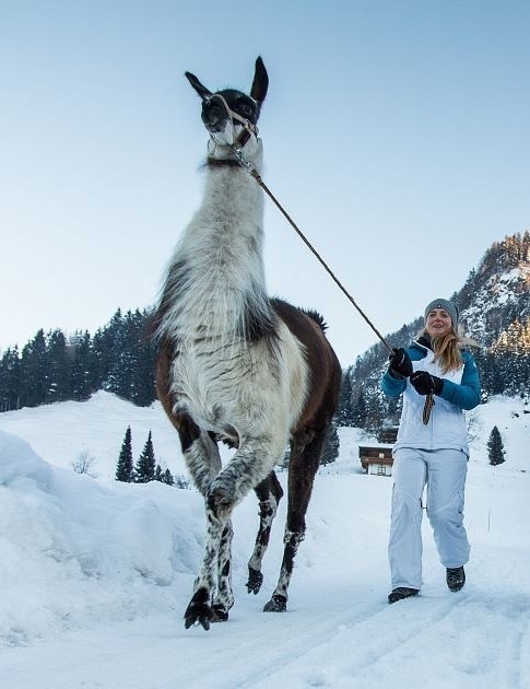 Llama trekking