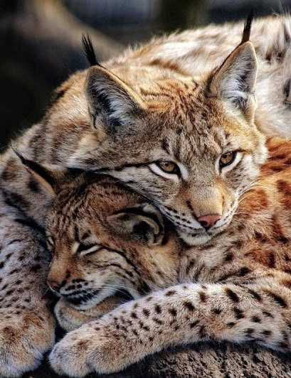 Alpine Zoo Innsbruck - Tip of the day