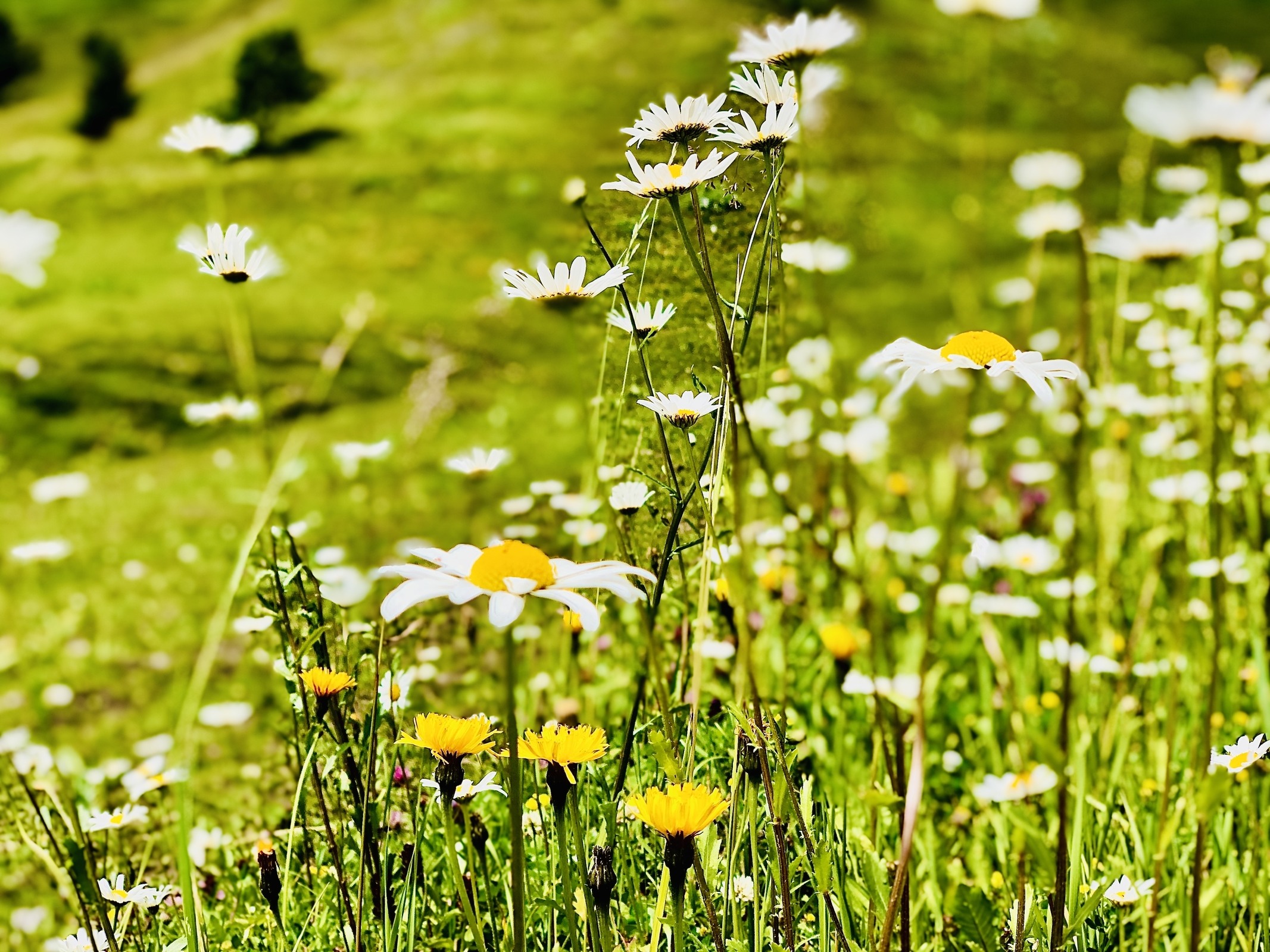 ....1400 Flexenlodge..........  LastMinute ....23.07.-09.08.26 ...-17%  ab 2 Nächten