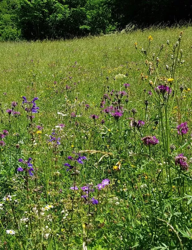 Leutascher Wiesenpracht