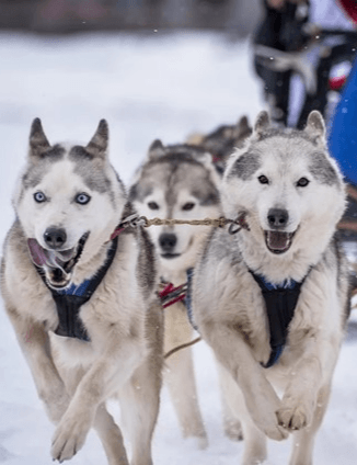 HUSKYSLEDDOG