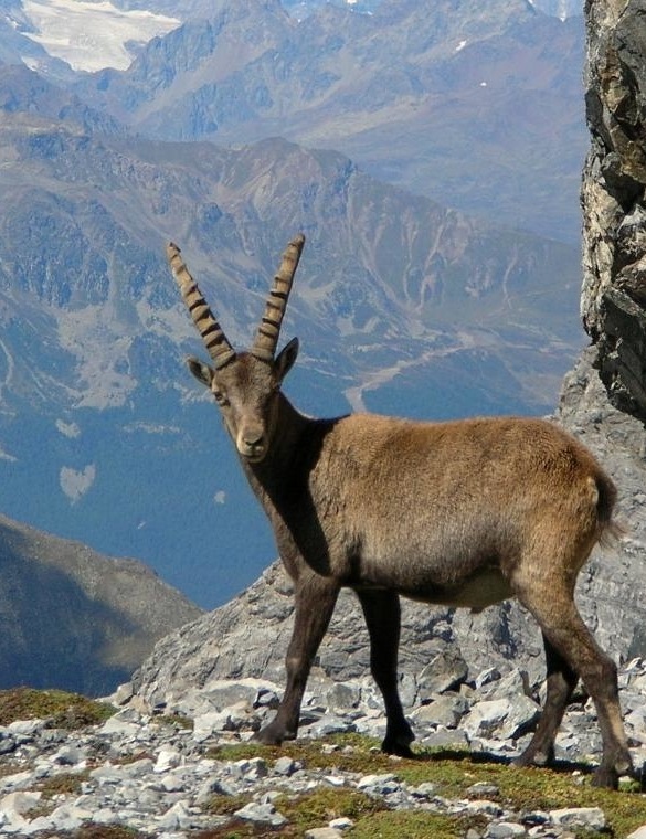 Parkhütte