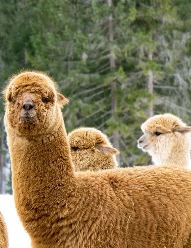 Alpaca - walk in winter 