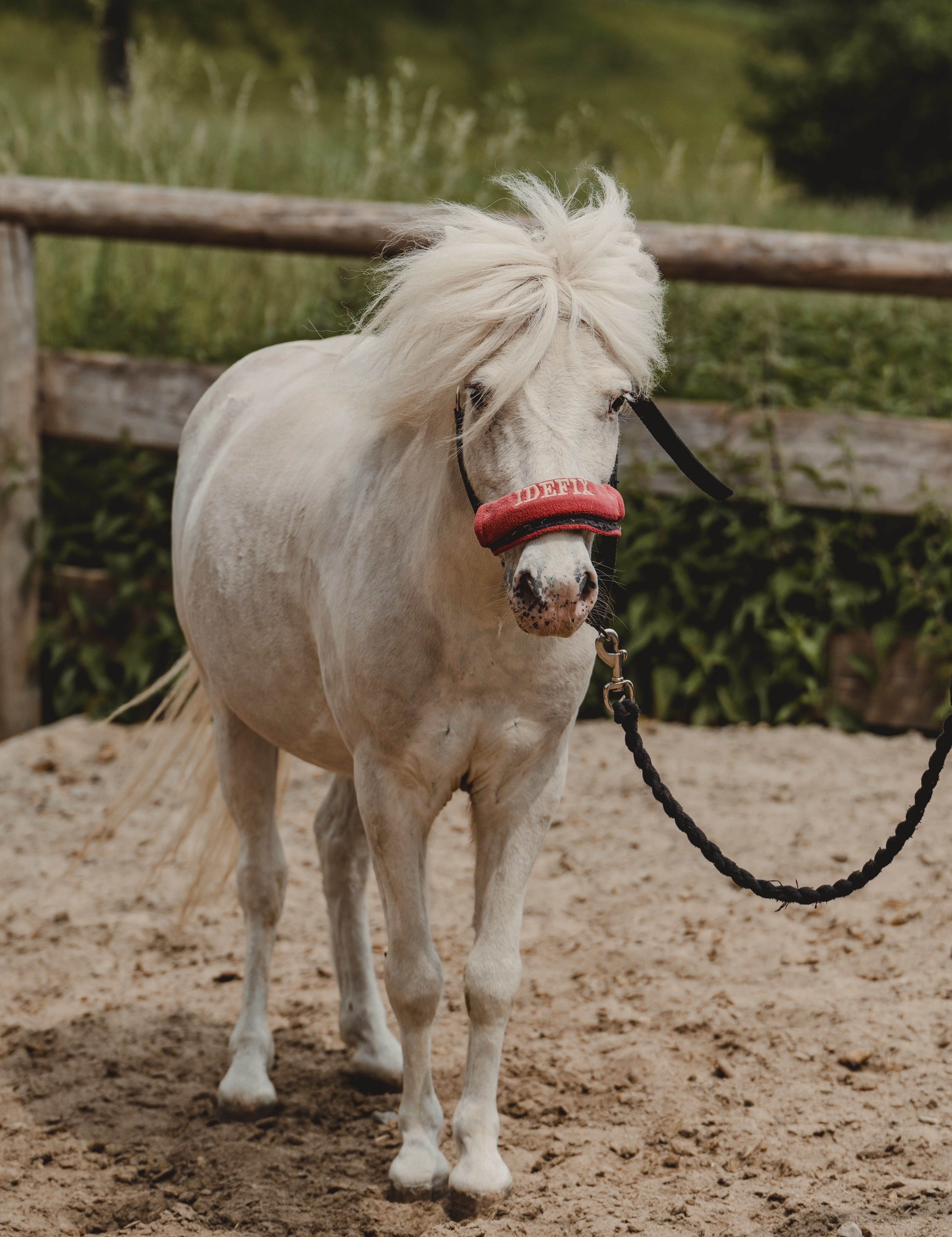 All-Inklusive Ponyreiten