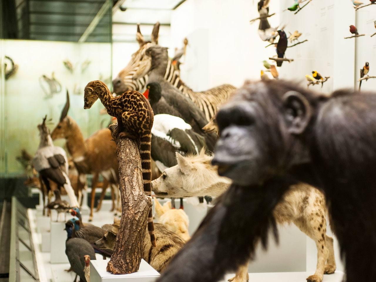 Zoologisches Museum Zürich