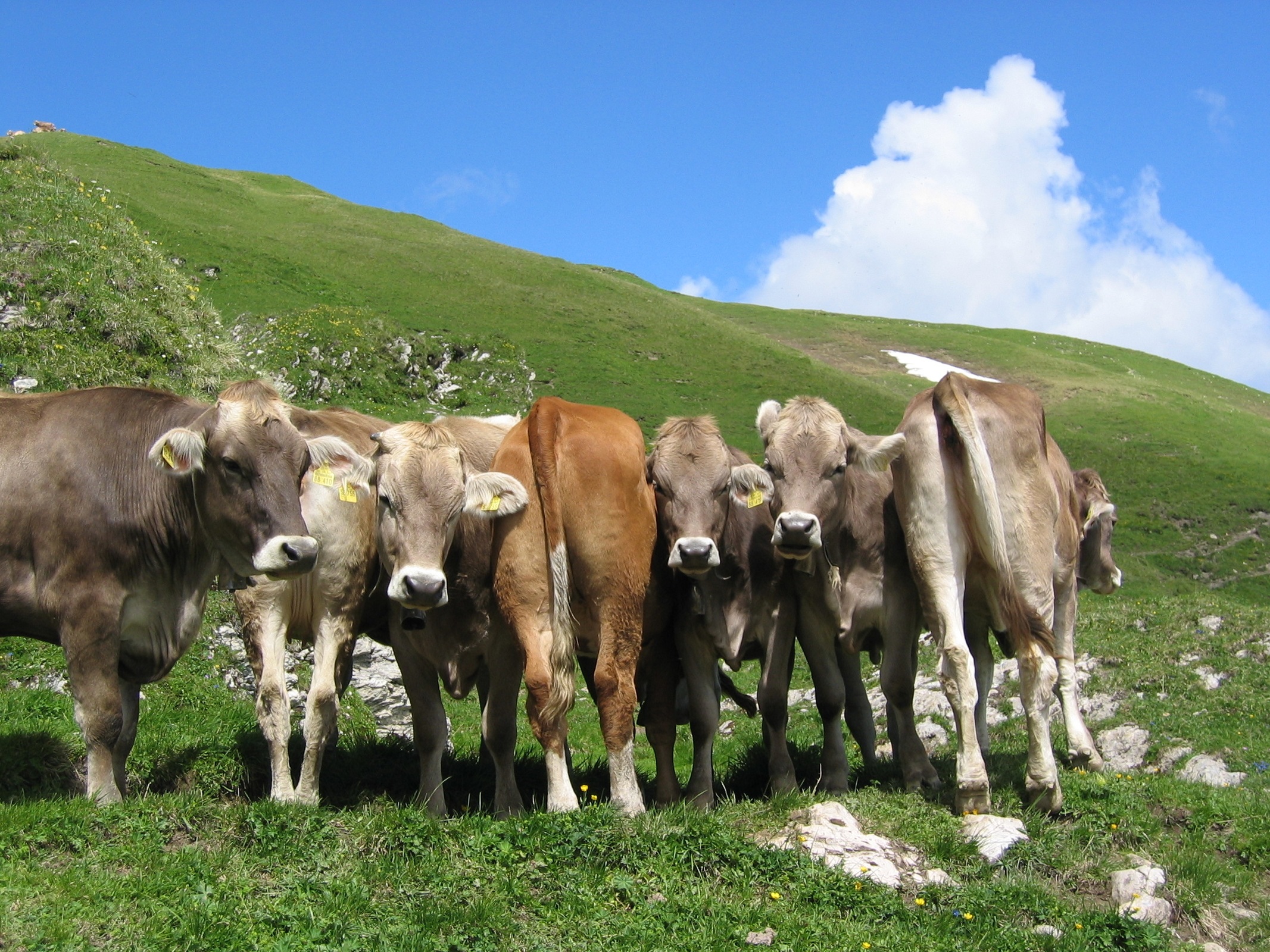  Salober Alm - geführte Wandertour