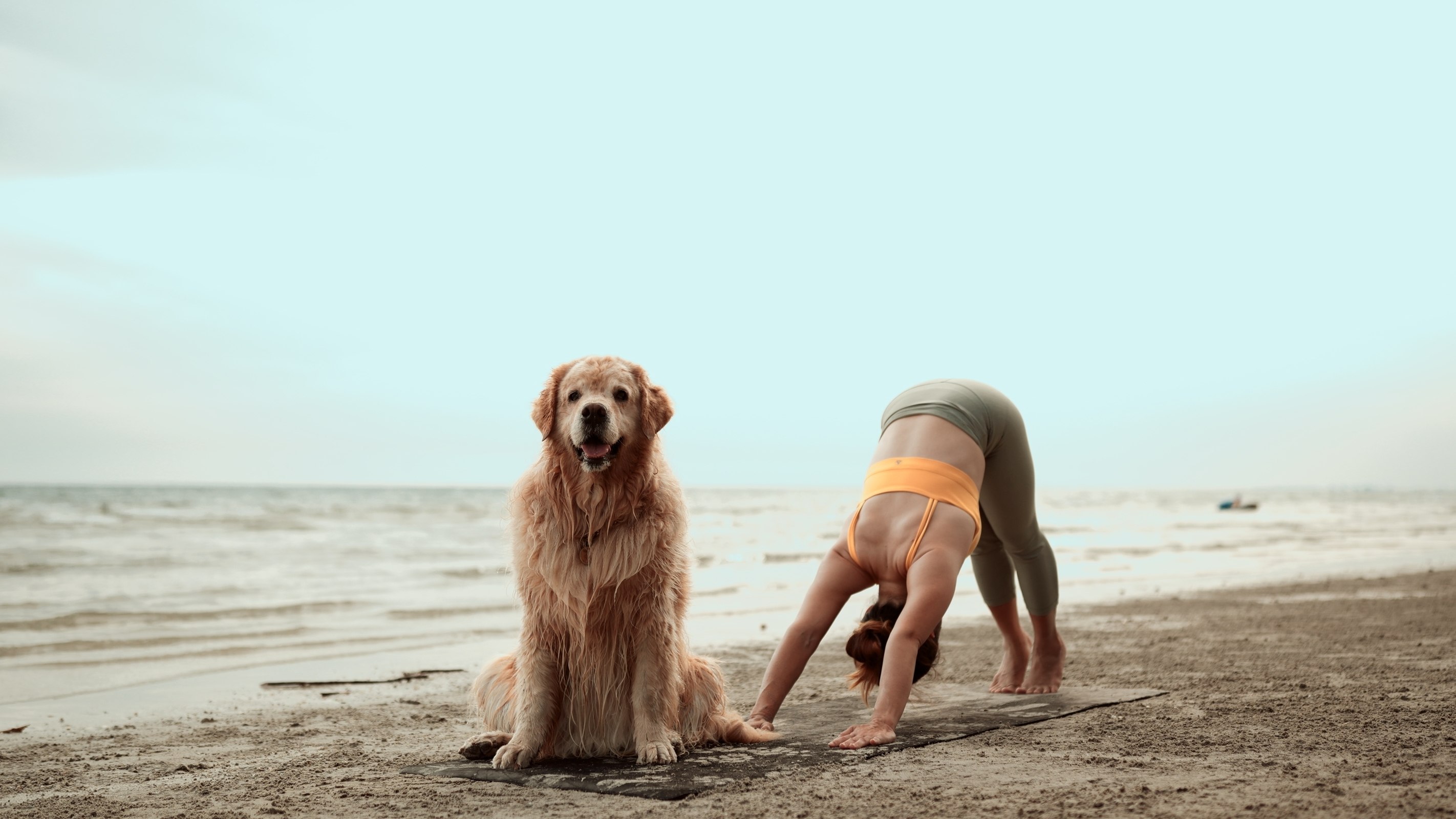 Weekend workshop with dog & 3 overnight stays