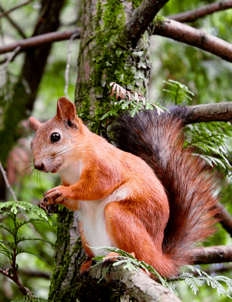 Eichhörnchen füttern am Wildsee