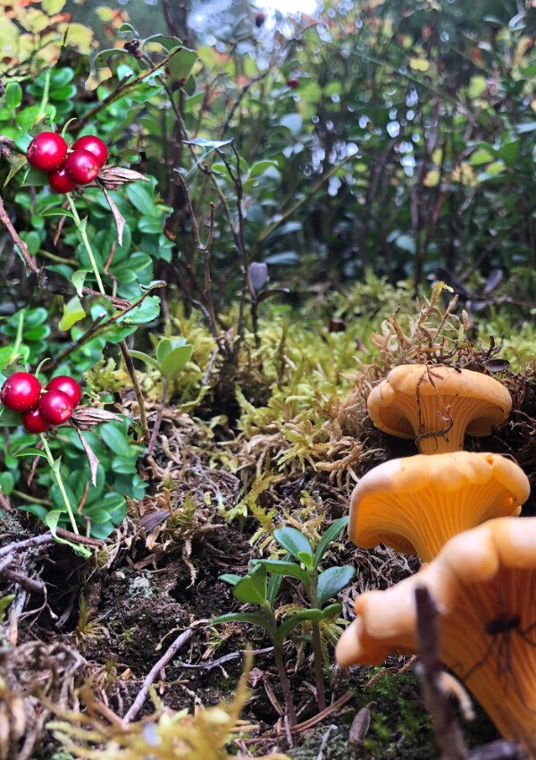 Pilze und Beeren Themen Wochen