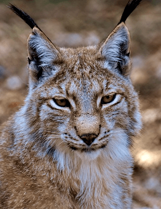 Tierpark Rosegg