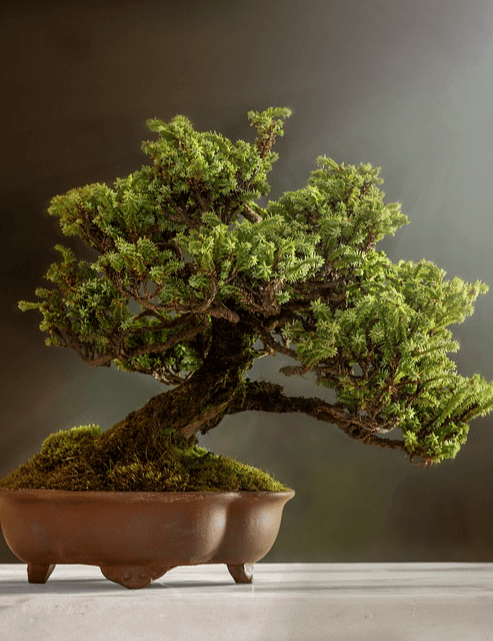 Bonsai Museum Millstatt