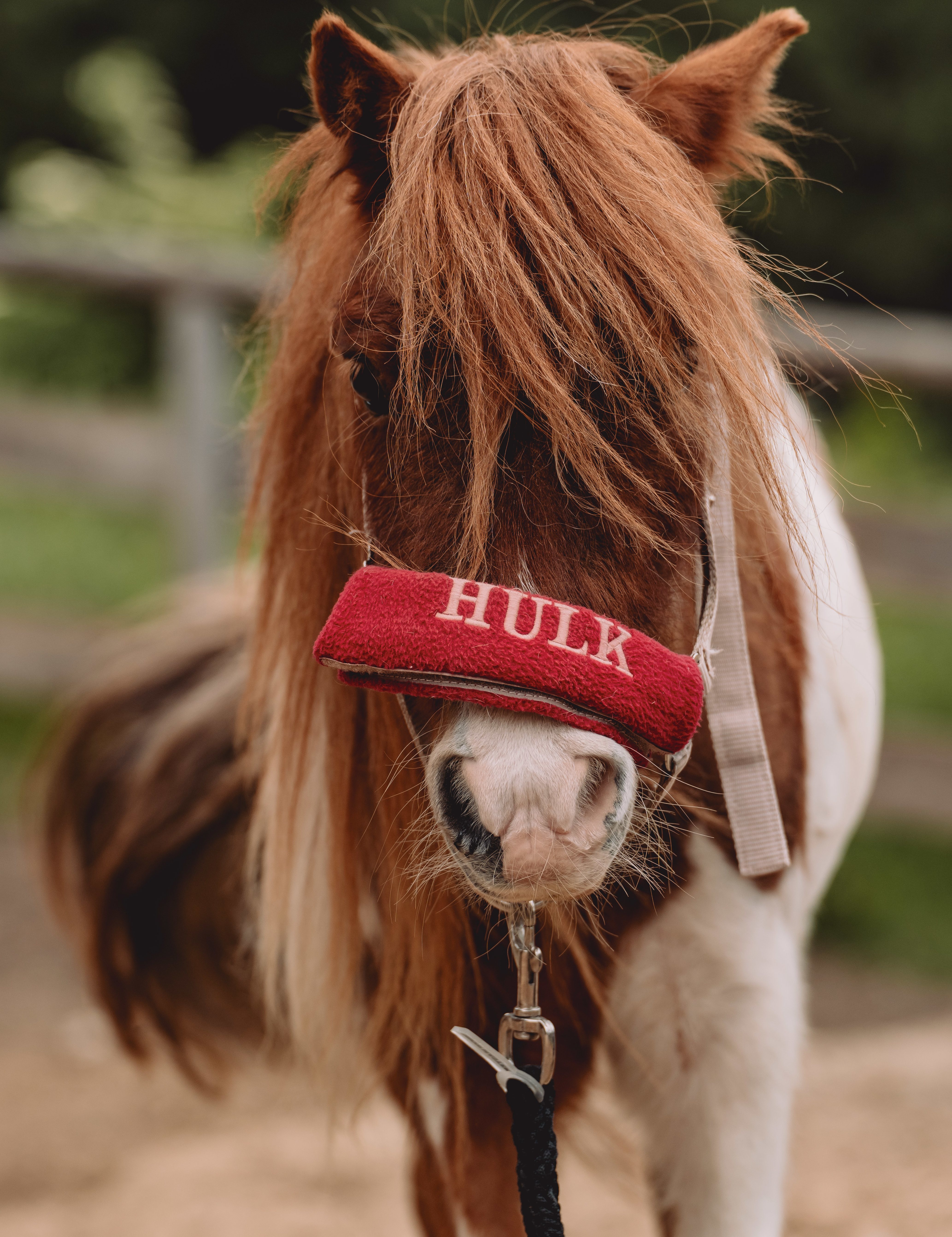 Ponymiete