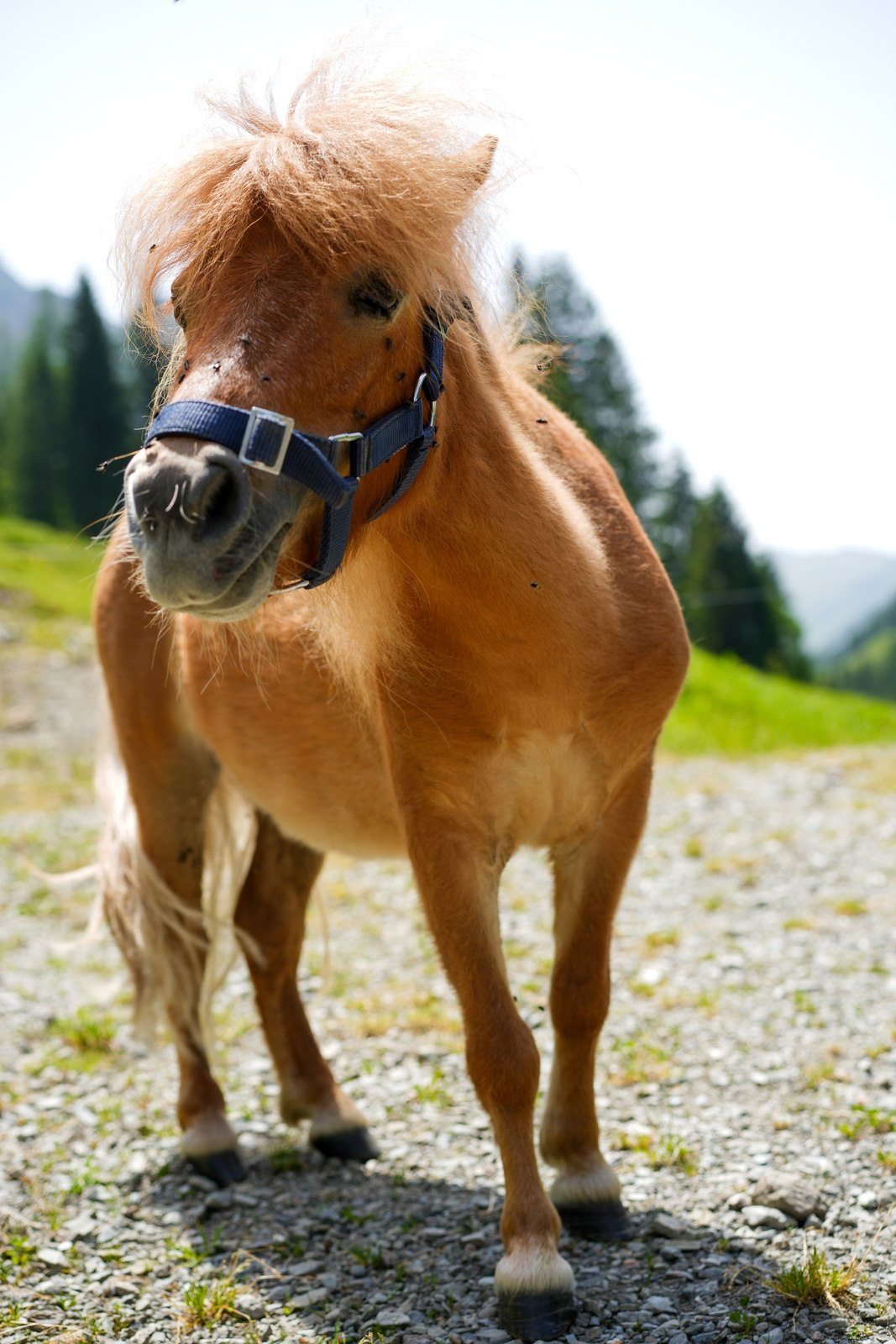 Kinder-Pony-Wanderung auf der Alm